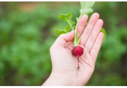 QUALI VERDURE COLTIVARE IN UNA SERRA: COSA PIANTARE E COLTIVARE?